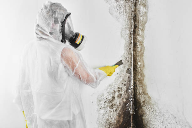 Best Local Mold Removal Service  in Lordsburg, NM
