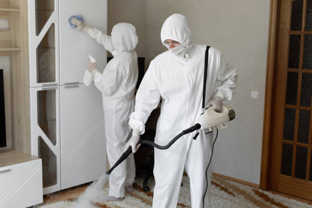 Best Mold Removal Process  in Lordsburg, NM