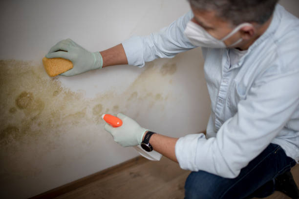 Best Crawl Space Mold Removal  in Lordsburg, NM