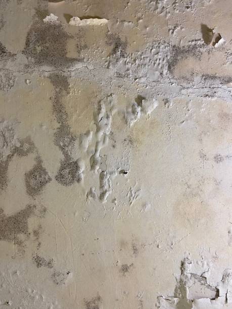 Office Mold Removal Services in Lordsburg, NM