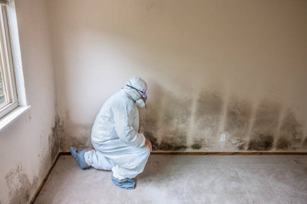 Best Certified Mold Removal  in Lordsburg, NM