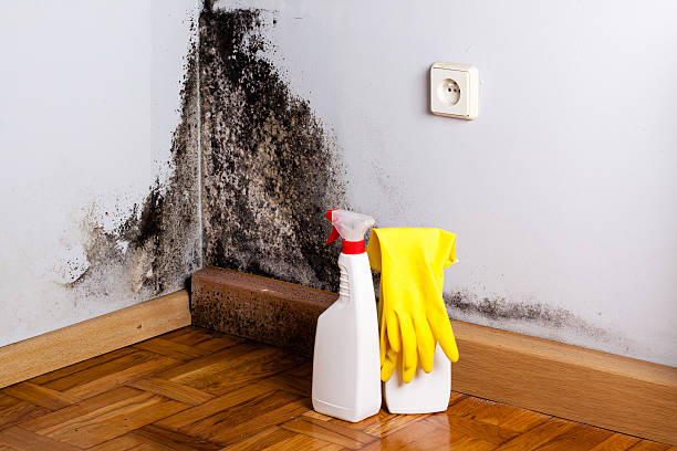 Best Commercial Mold Removal  in Lordsburg, NM